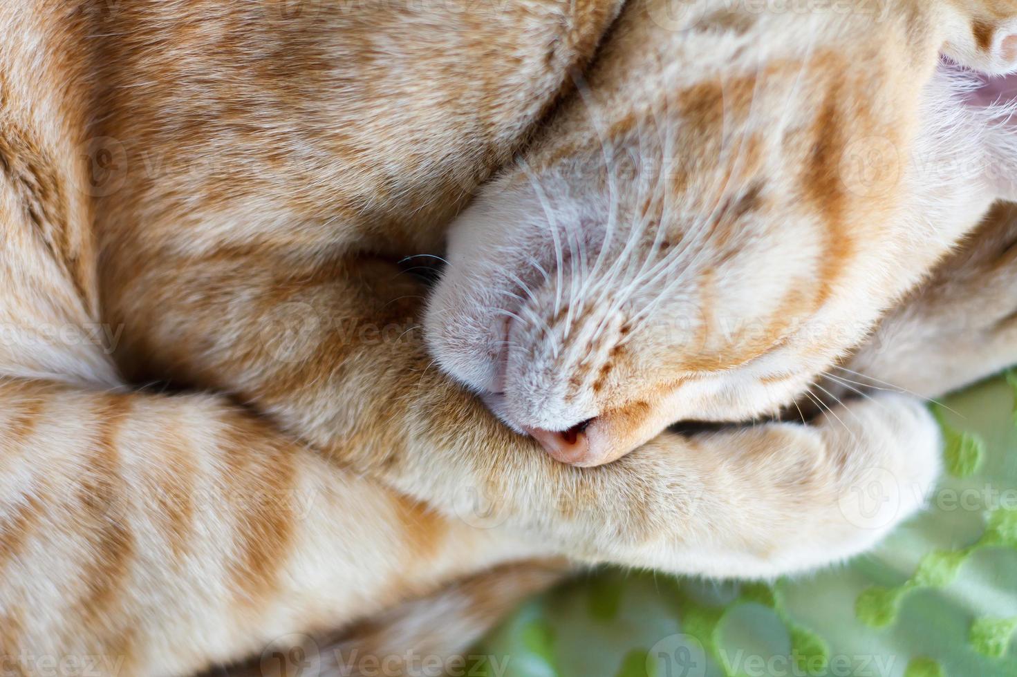 gatto zenzero che dorme sul letto foto