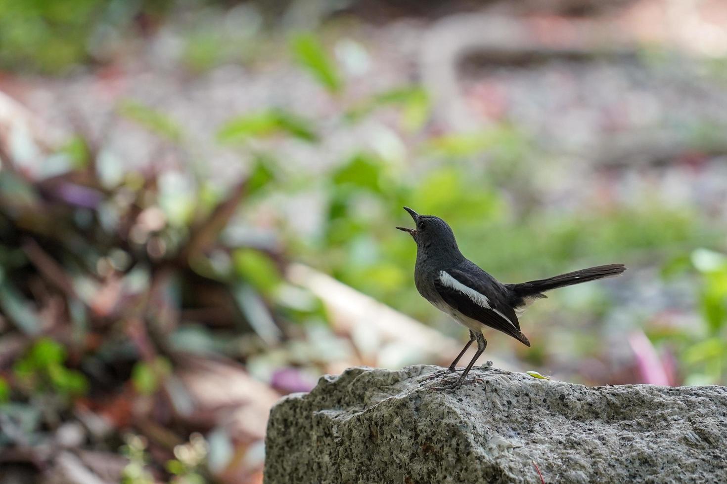 pettirosso gazza orientale, copsychus saularis, uccello in thailandia. foto