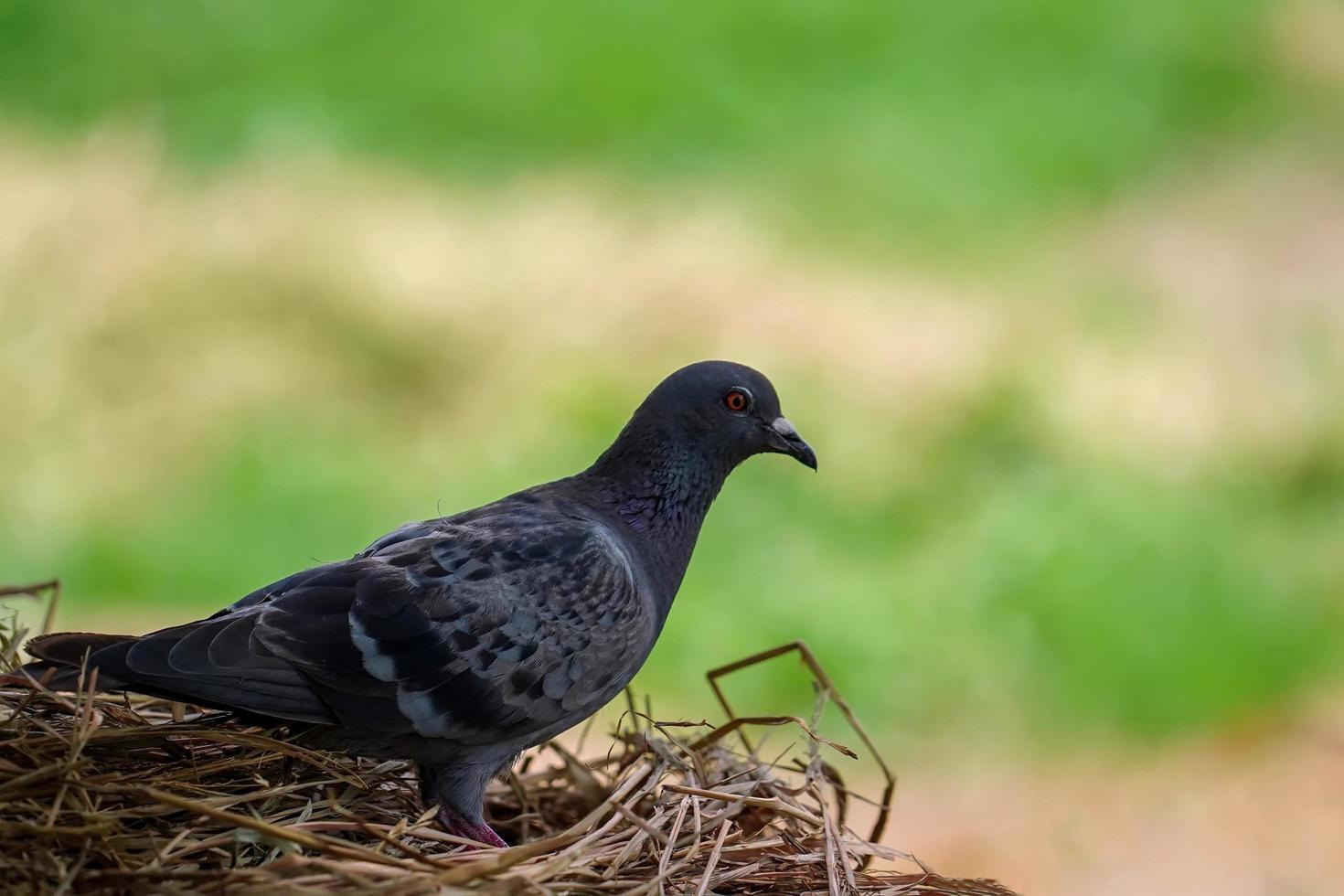 columba livia, uccello in thailandia. foto