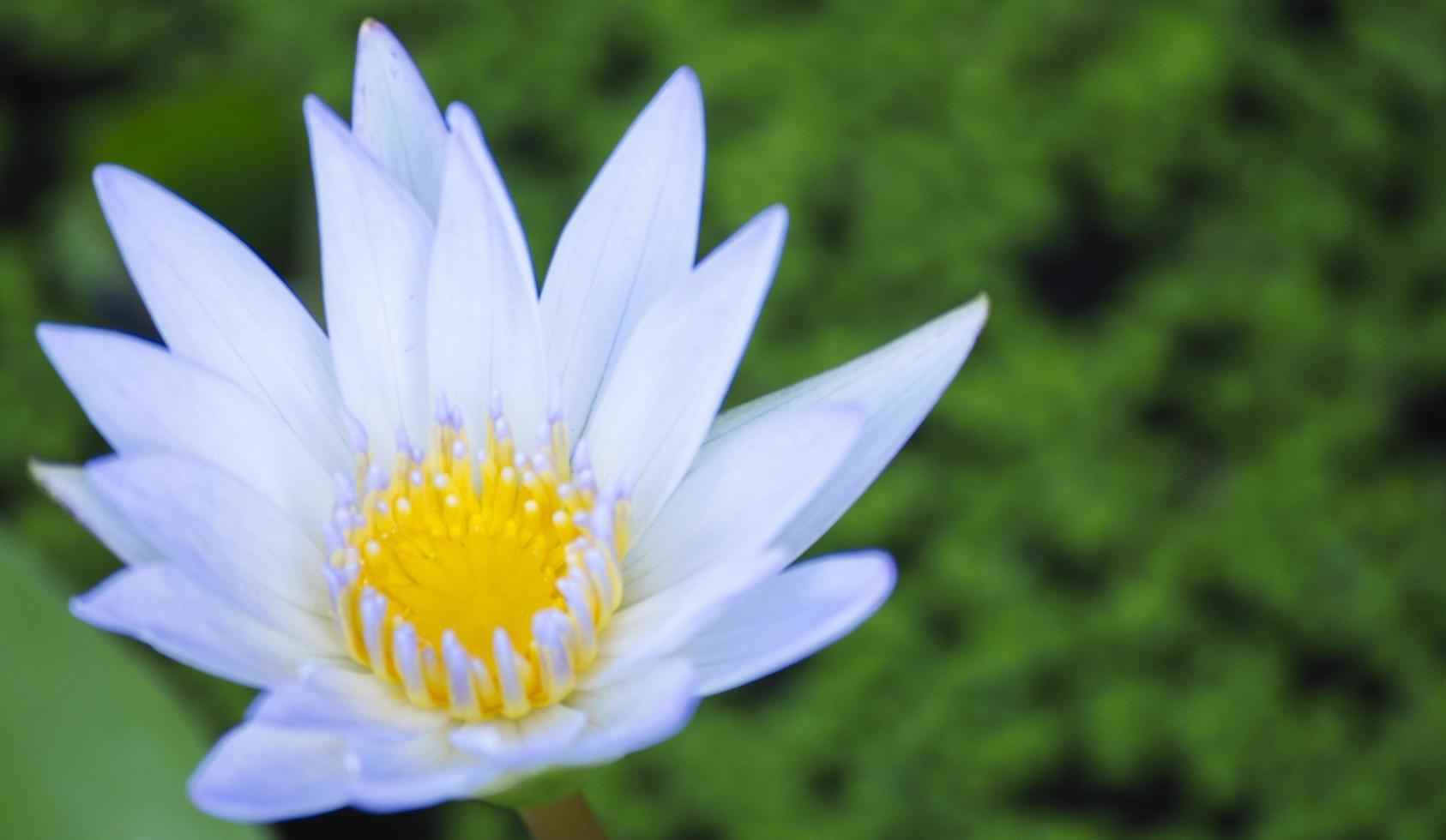 ninfea bianca sulle foglie e sullo sfondo naturale della piscina. fiore di loto. foto