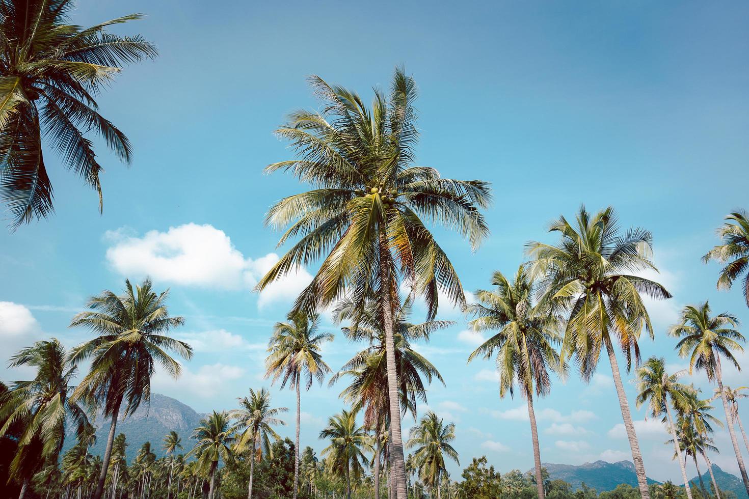 palma da cocco paesaggio tropicale con sfondo cielo e nuvola bianca. foto