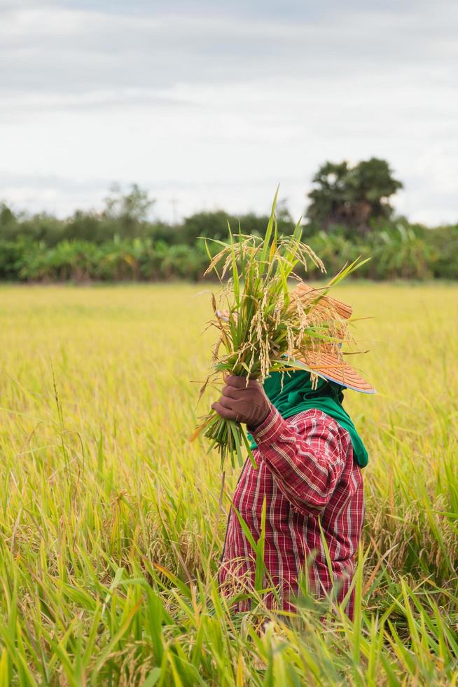 agricoltori asiatici che raccolgono risone biologico in Thailandia. foto