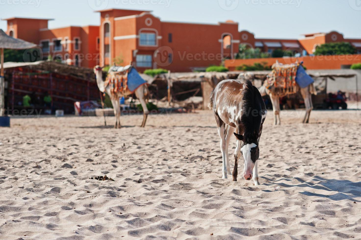 piccolo cavallo sulla spiaggia che cammina sulla sabbia foto