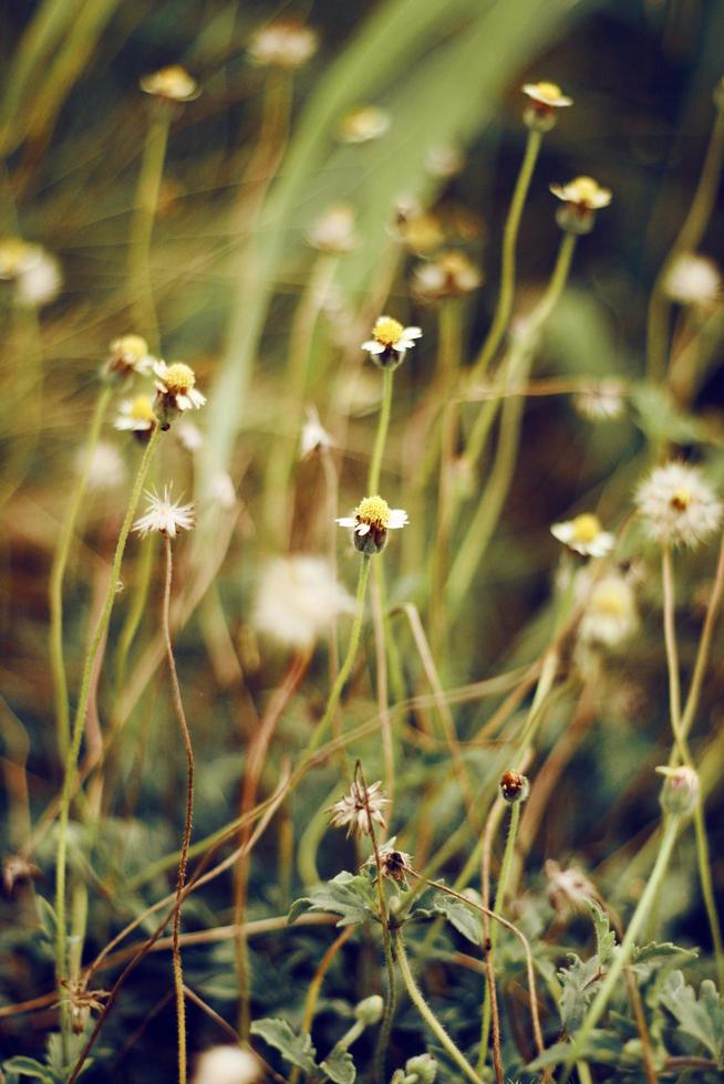 piccoli fiori di erba di campo secco nel prato della foresta con erbe selvatiche con luce naturale del tramonto foto