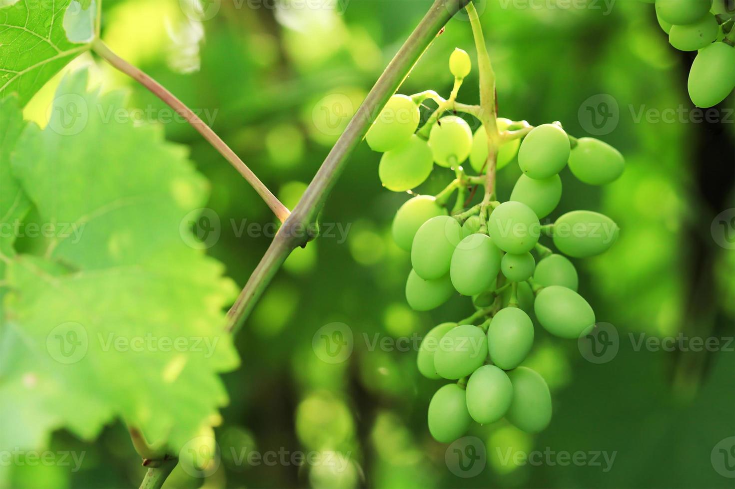 grappolo d'uva. foto
