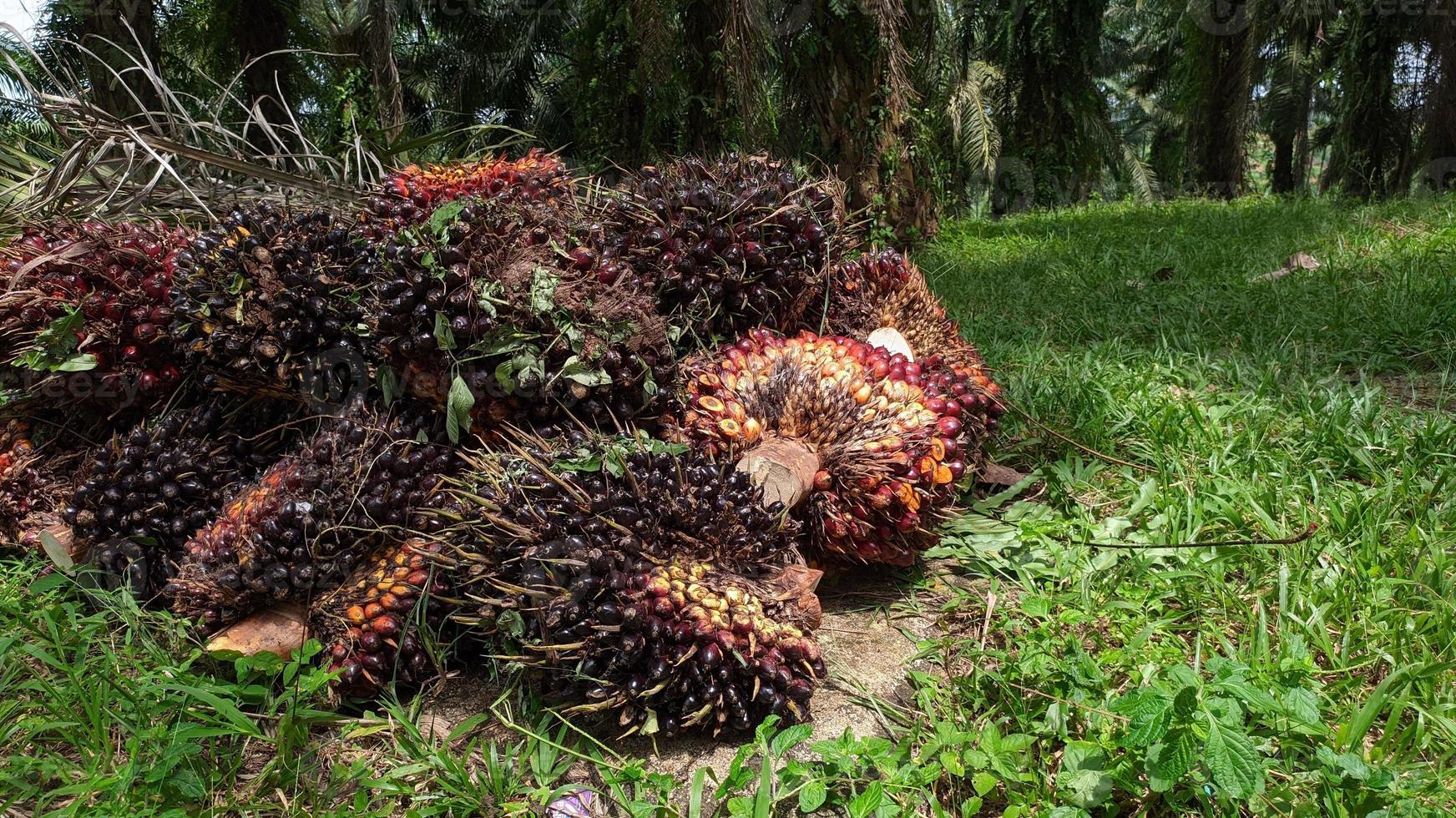 un gruppo di frutti di palma da olio su uno sfondo naturale. olio di palma fresco da giardino di palme, pianta. foto