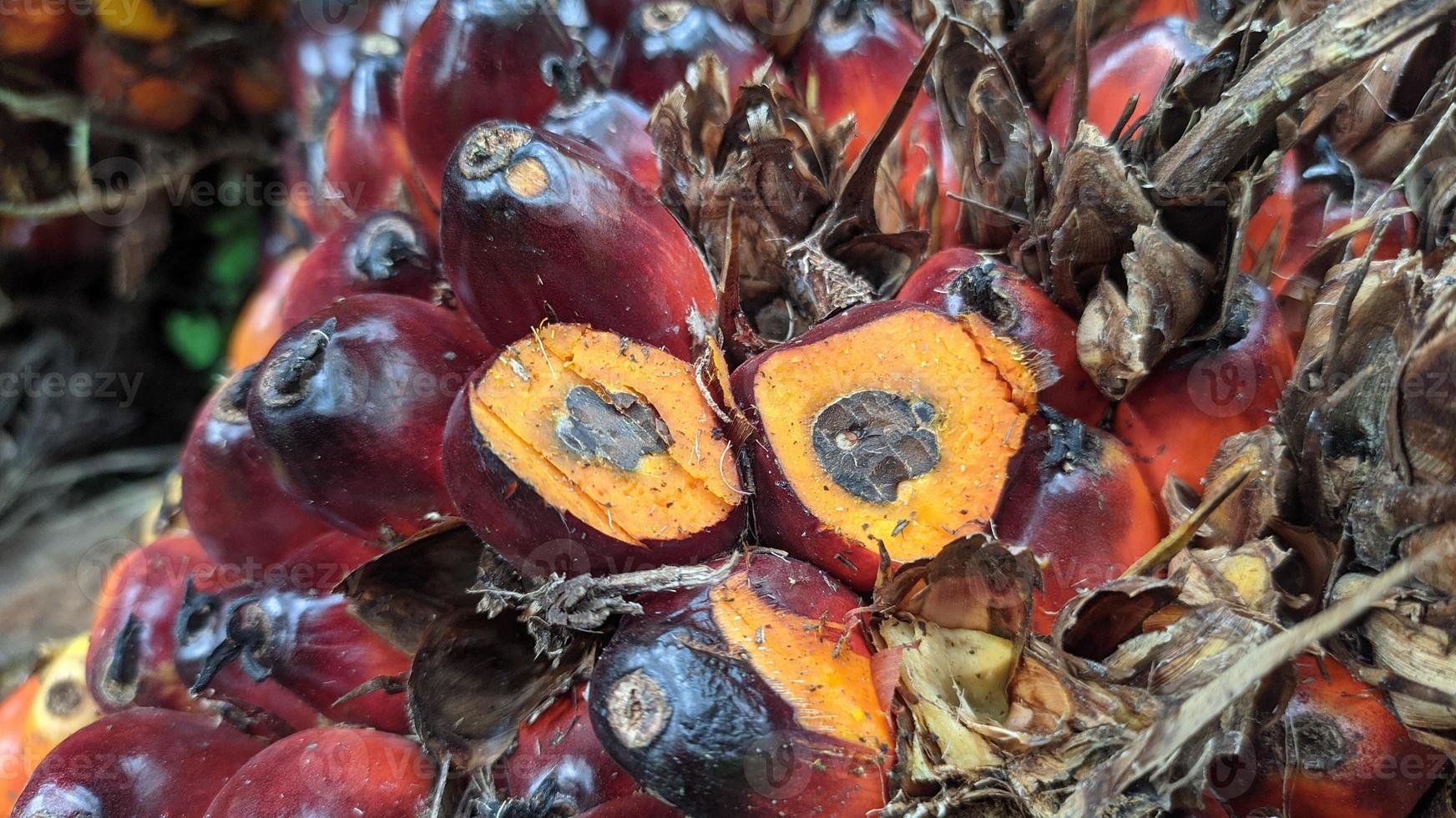 vista ravvicinata di frutta fresca di palma da olio in una piantagione di palma da olio. foto