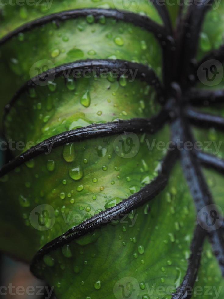 colocasia maschera di faraone foglia verde con linea nera e gocce di pioggia su verde foto