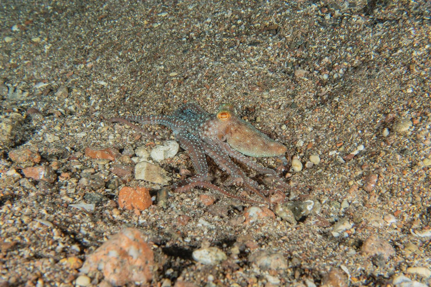 polpo re del camuffamento nel mar rosso, eilat israele foto