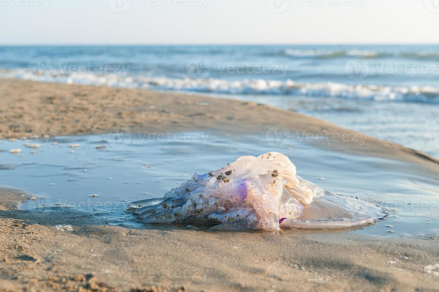 grande medusa sulla spiaggia foto