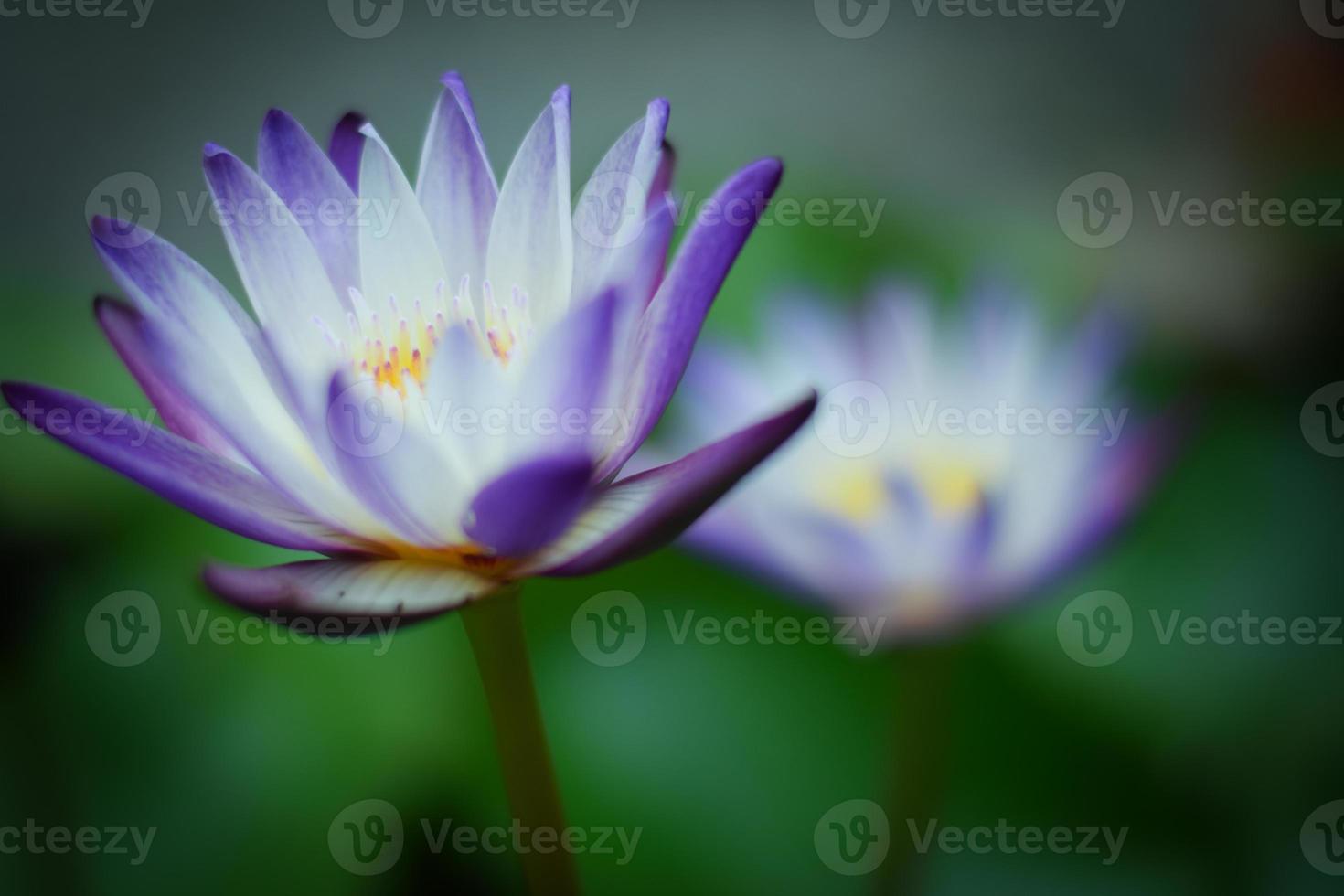 bella ninfea o fiore di loto nel lago foto