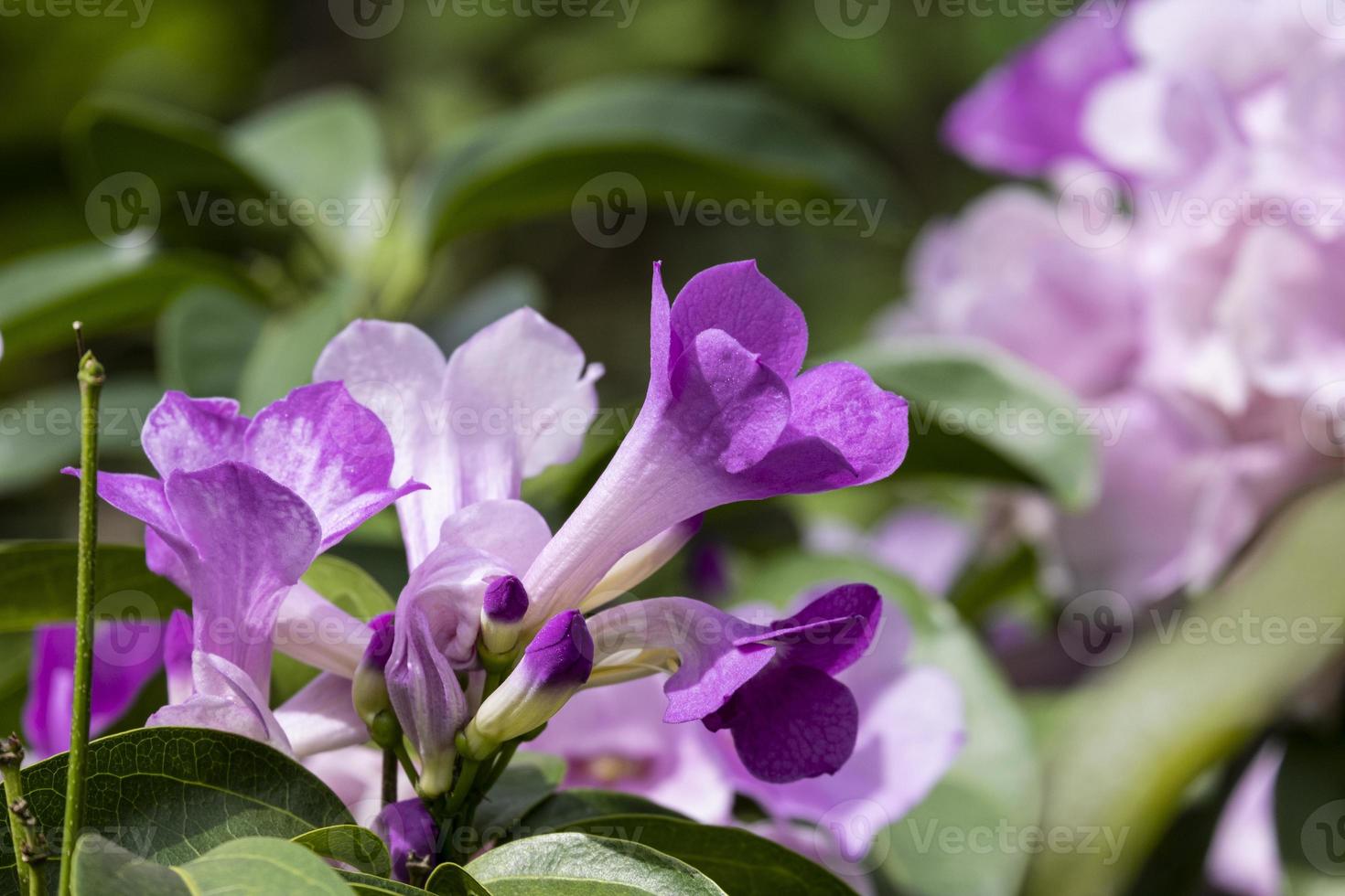 fresca viola mansoa alliacea che fiorisce e boccioli di fiori di vite con foglie verdi all'aperto nel giardino botanico foto