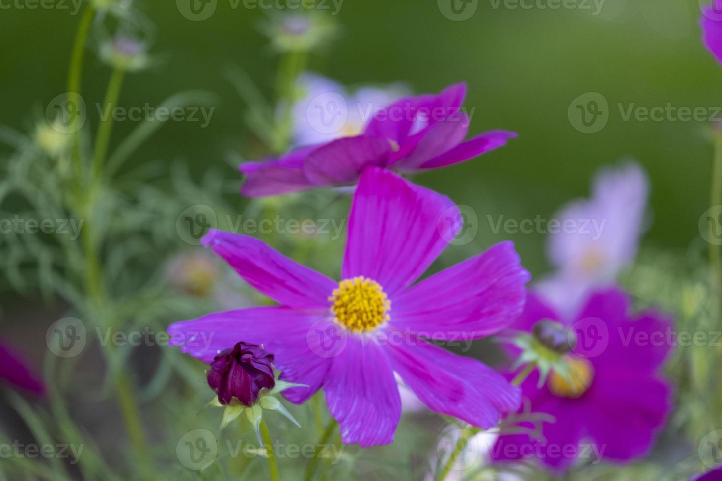 messa a fuoco selettiva fresca bellezza gemma viola cosmo fiore giallo polline che fiorisce nel parco naturale del giardino botanico foto