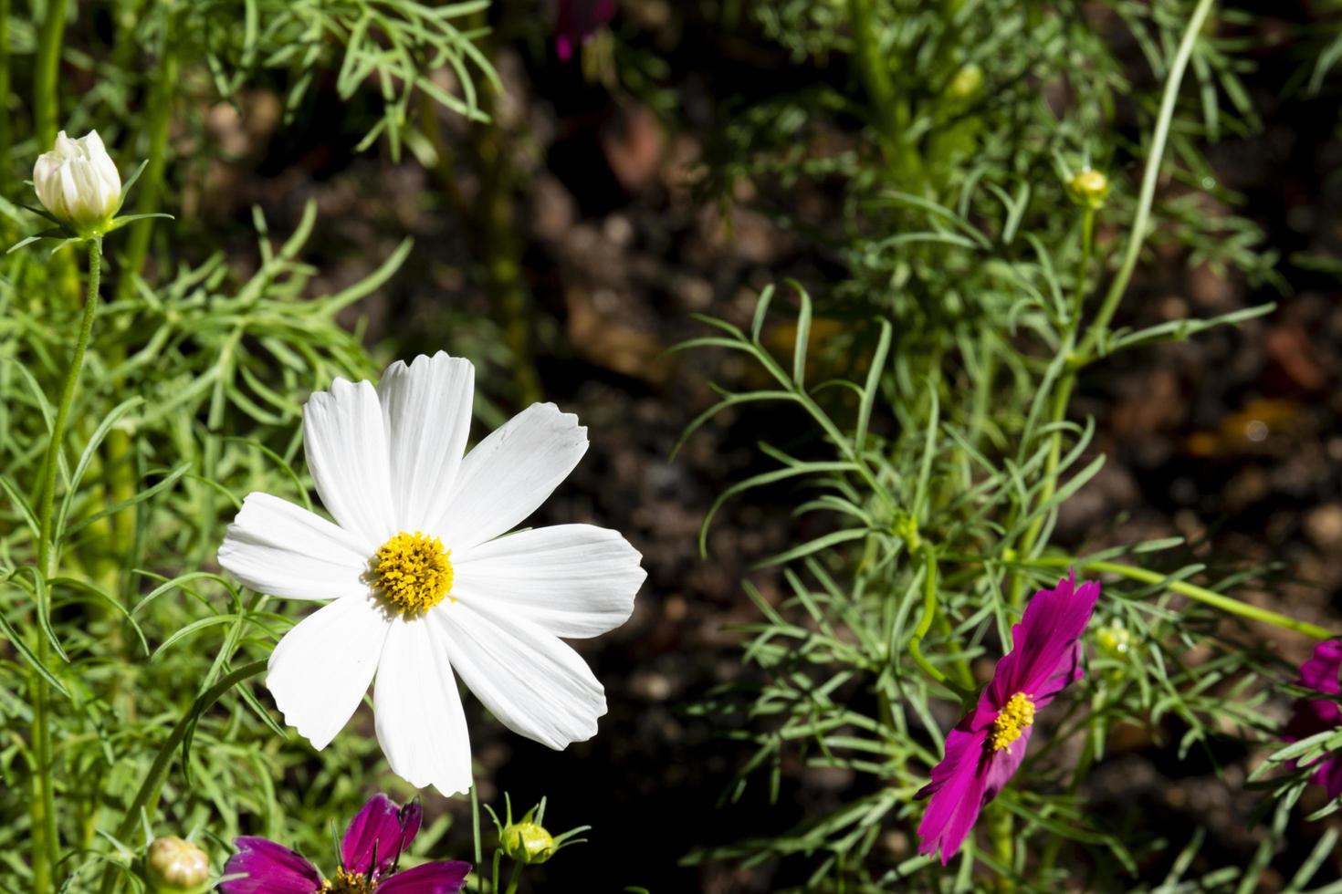 fresco macro rosa bianco e viola cosmo fiore che sboccia nel giardino botanico naturale parco foglie verdi sullo sfondo. foto