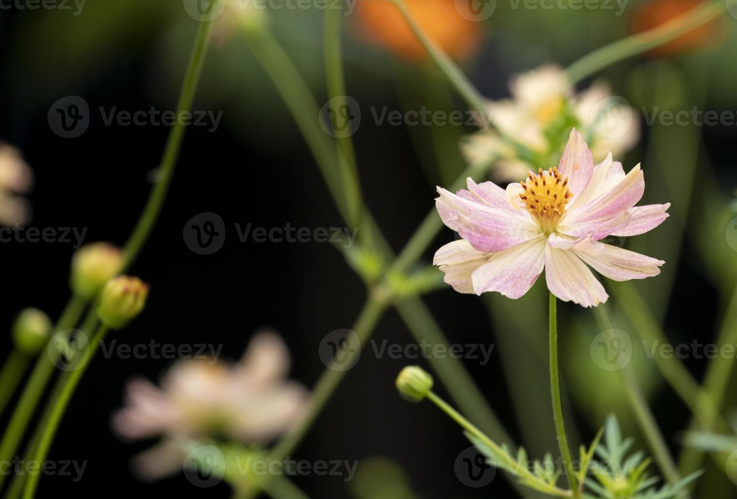 bellissimo colore fresco giallo e rosa cosmo con foglie verdi e fiori che sbocciano e boccioli nel giardino botanico. foto