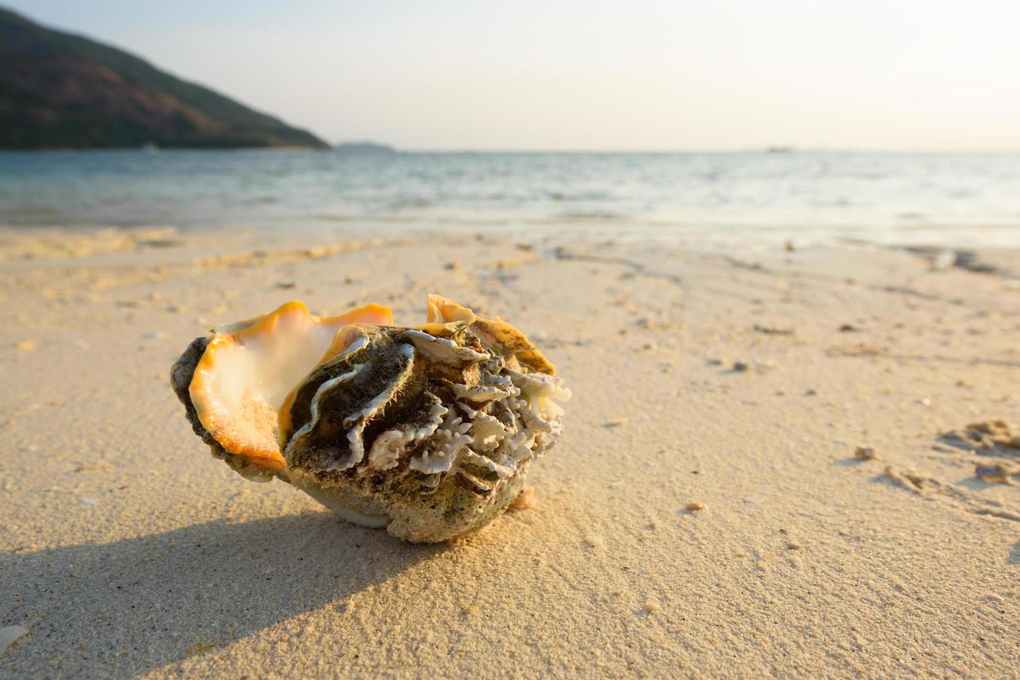 bella conchiglia sulla spiaggia di lipe e la luce del sole del mattino foto