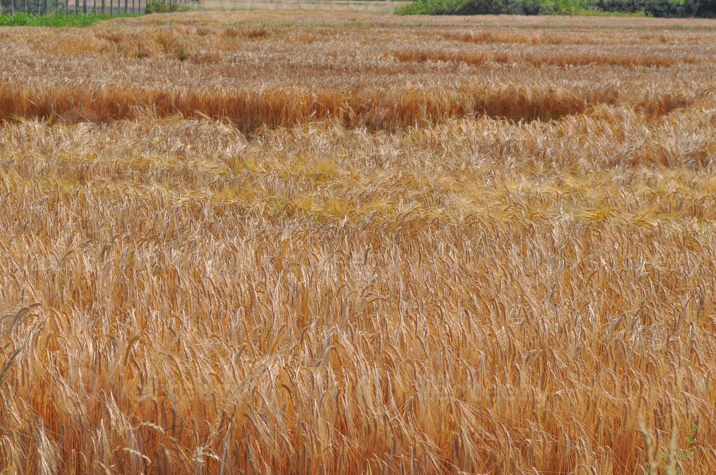 un campo di grano in europa foto