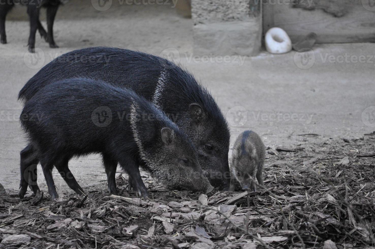 animale mammifero pecari dal collare foto