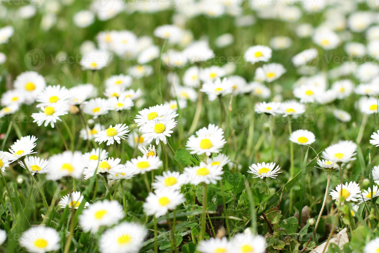 prato di fiori di margherita selvatica, sfondo di natura selvaggia foto