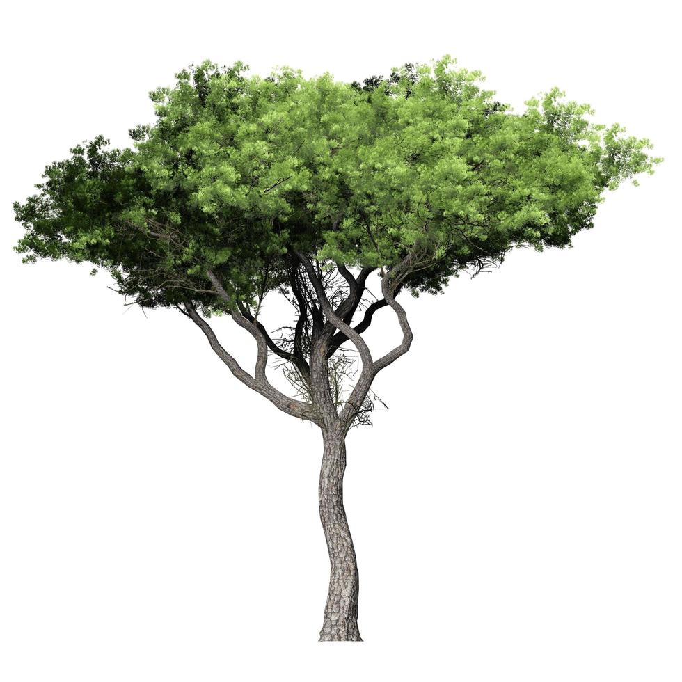 bellissimi alberi 3d isolati su sfondo bianco, da utilizzare per la visualizzazione nella progettazione architettonica foto