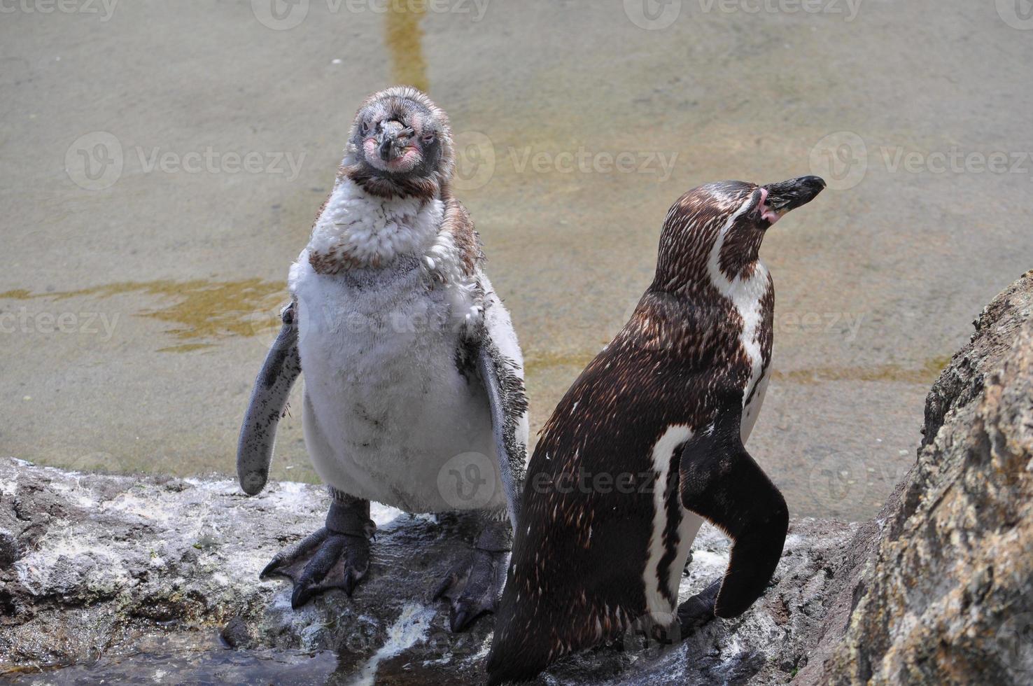 pinguino africano spheniscus demersus uccello animale foto