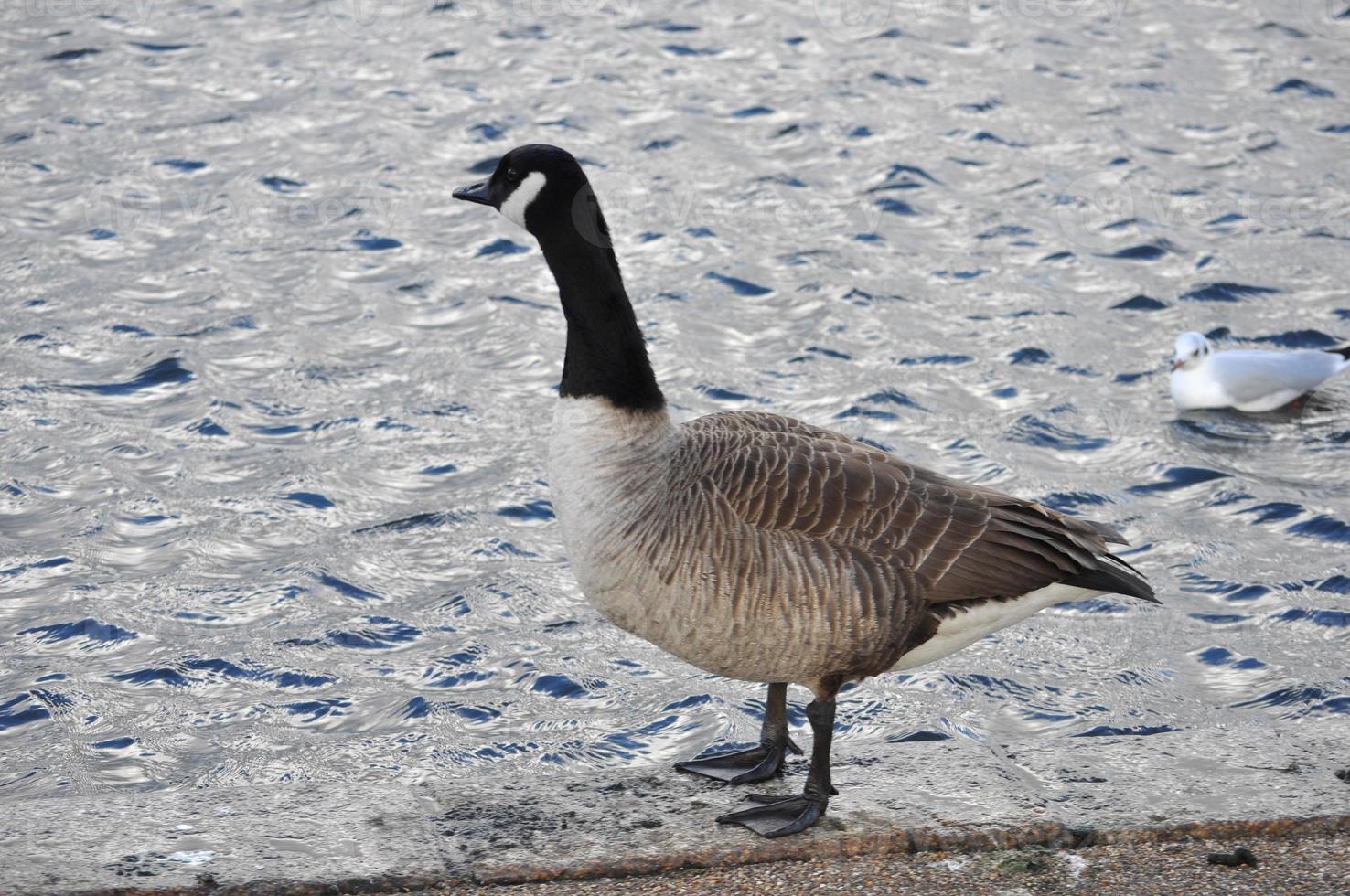 oca canadese branta canadensis uccello animale foto