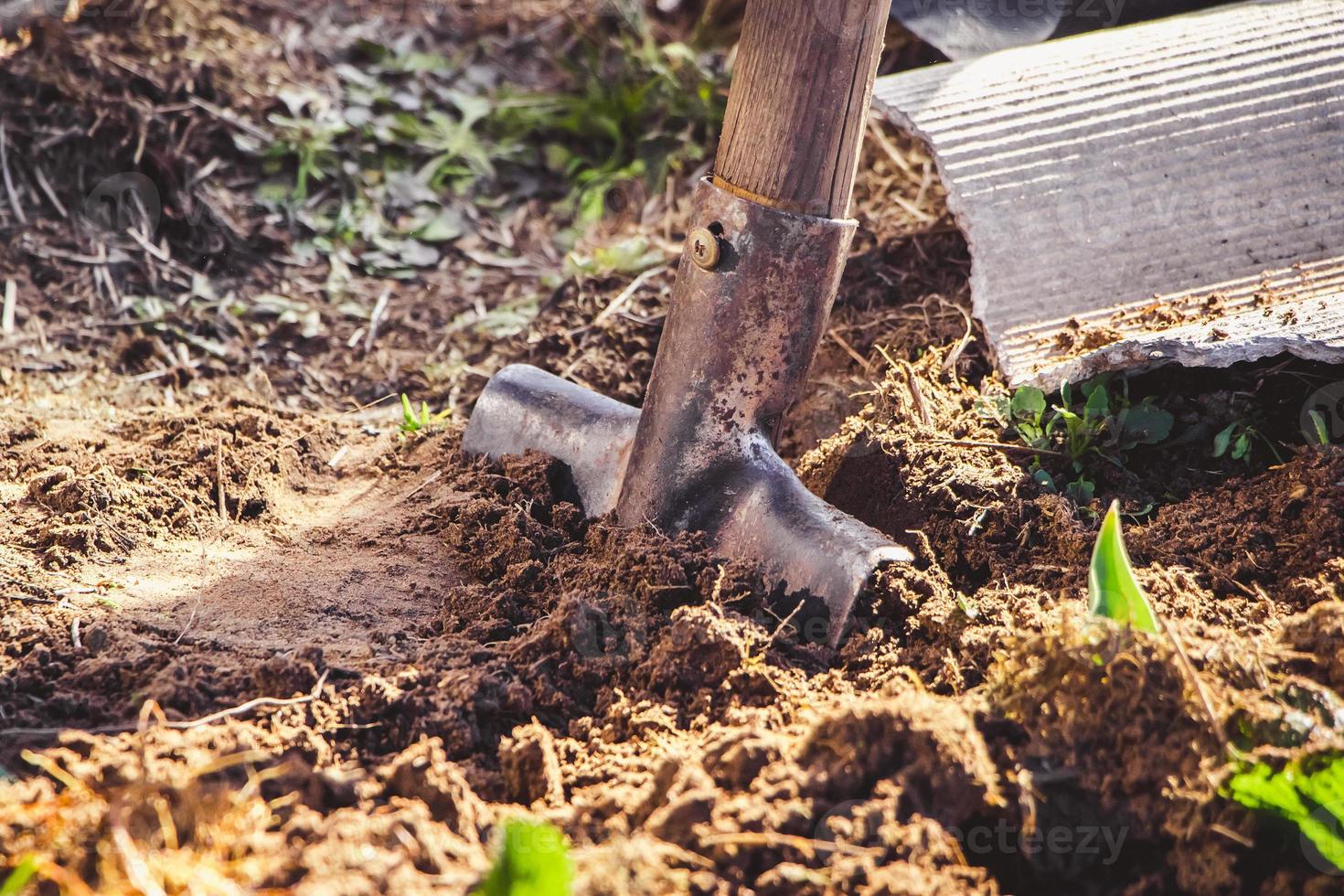 scavare la terra con la pala a mano. giardinaggio e piantare semi in primavera. vita rurale, agricoltura. foto
