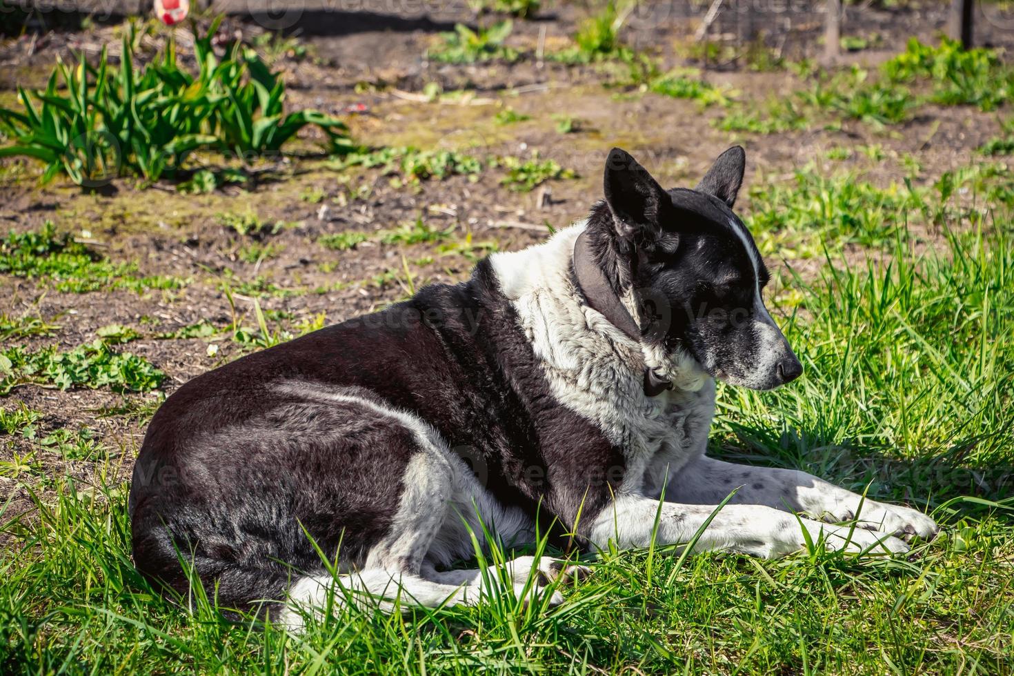 cane domestico guarda in lontananza. l'animale domestico sta riposando nella natura e giace sull'erba primaverile. foto