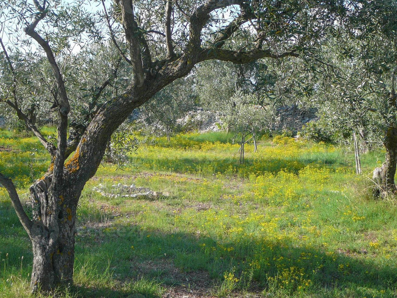 olivo olea europaea specie di alberello della famiglia ole foto