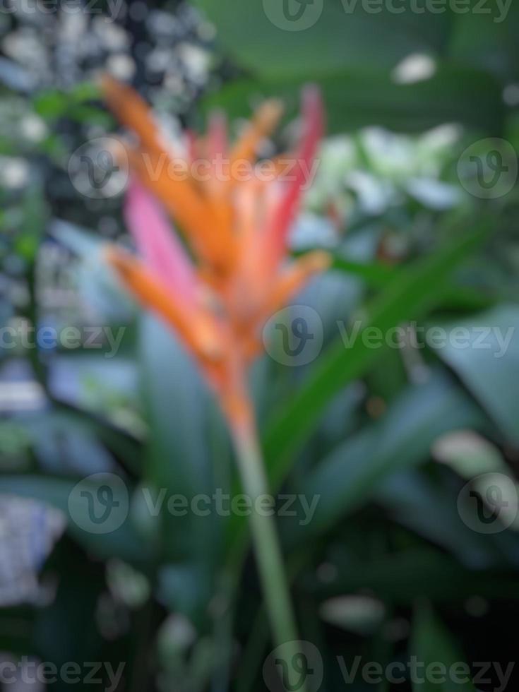 sfocatura della foto di piante ornamentali di heliconia