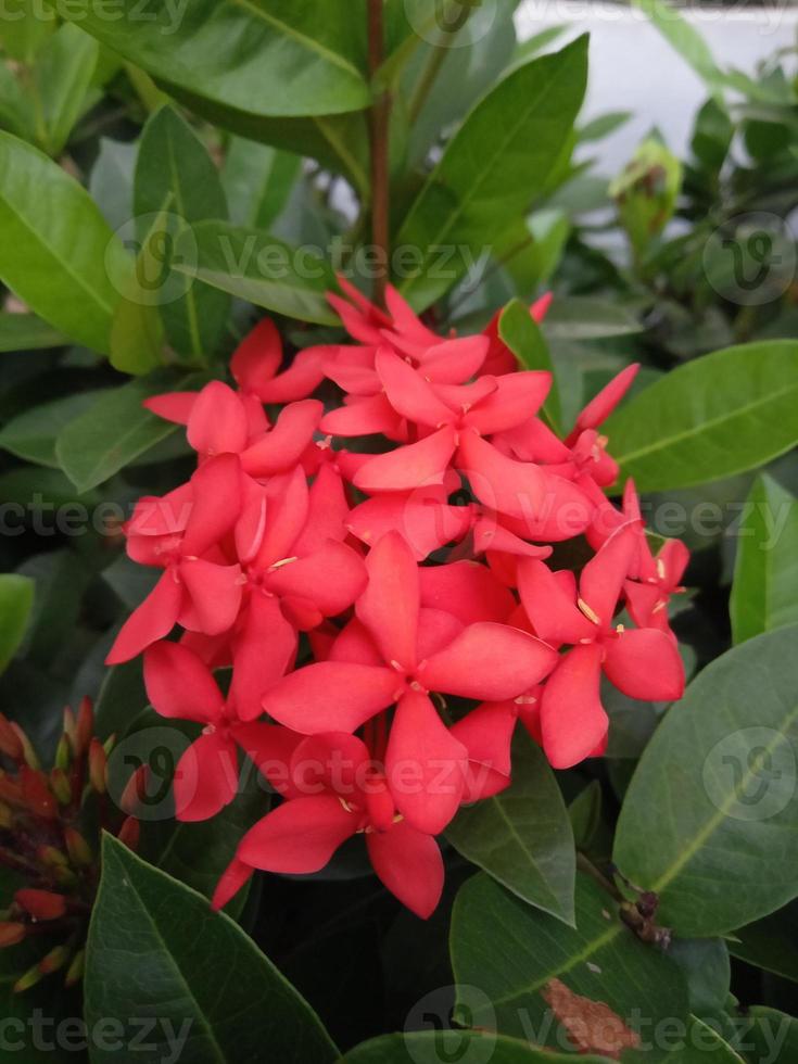 foto di piante ornamentali di fiori di ashoka rossi