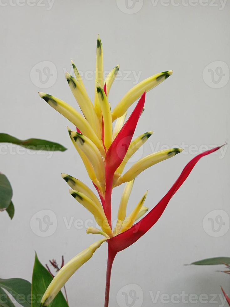 foto di piante ornamentali di fiori di heliconia