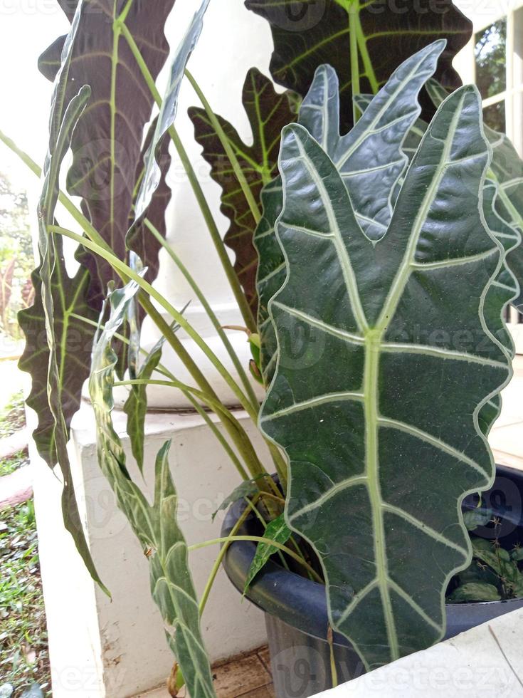 pianta ornamentale di alocasia foto