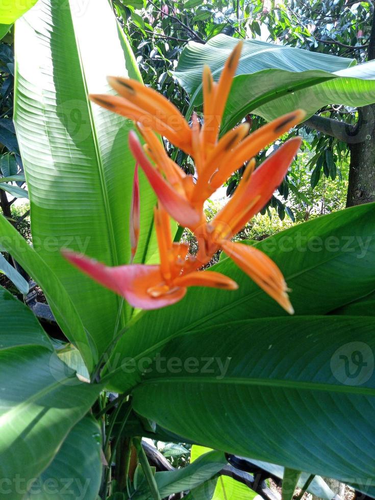 foto di piante ornamentali di heliconia