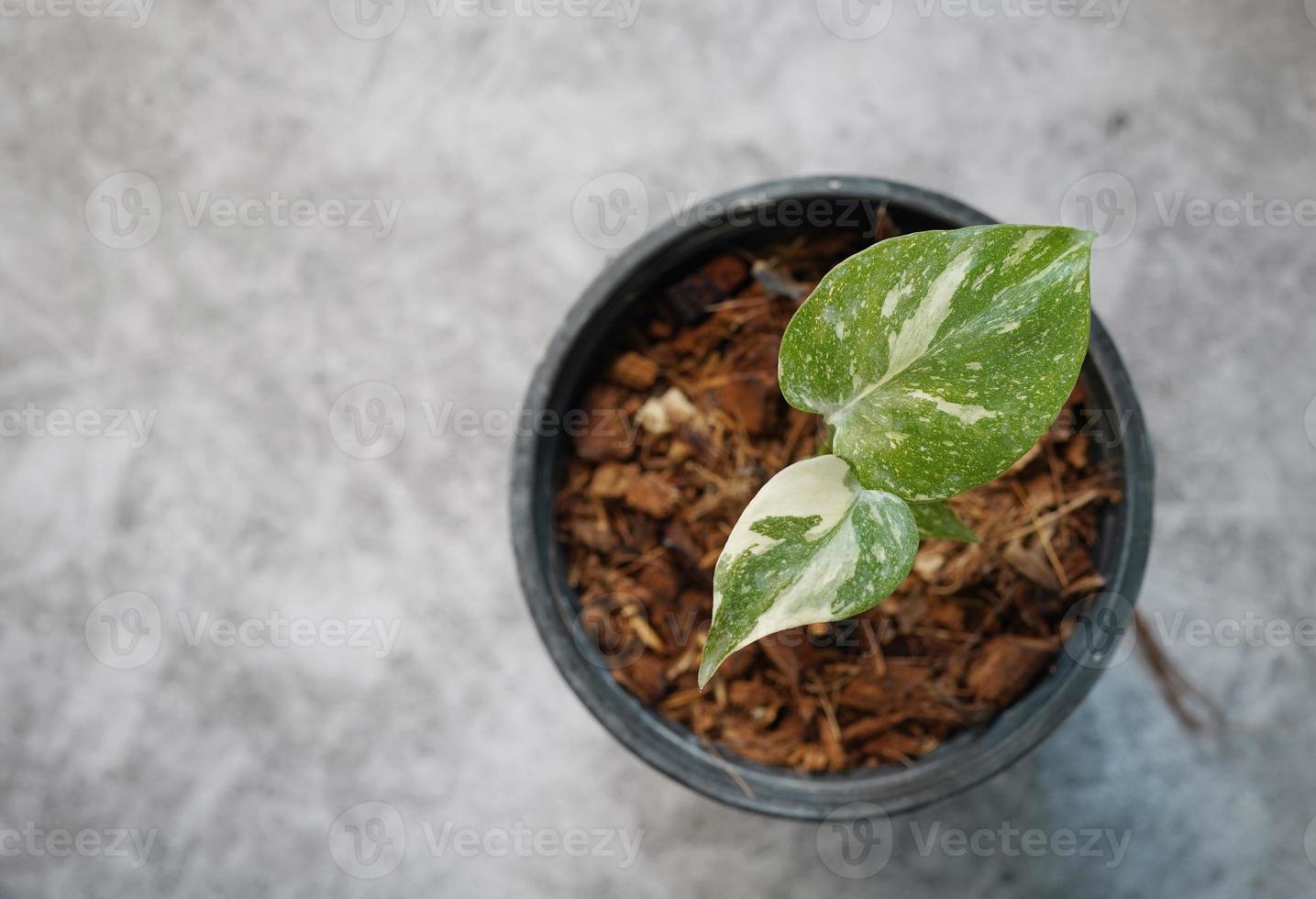 fiore di monstera o costellazione tailandese di monstera deliciosa in vaso. Questa pianta è una delle piante ornamentali più popolari foto