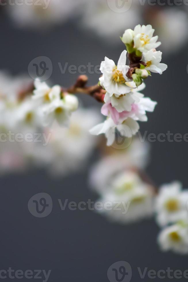 fiori di ciliegio foto