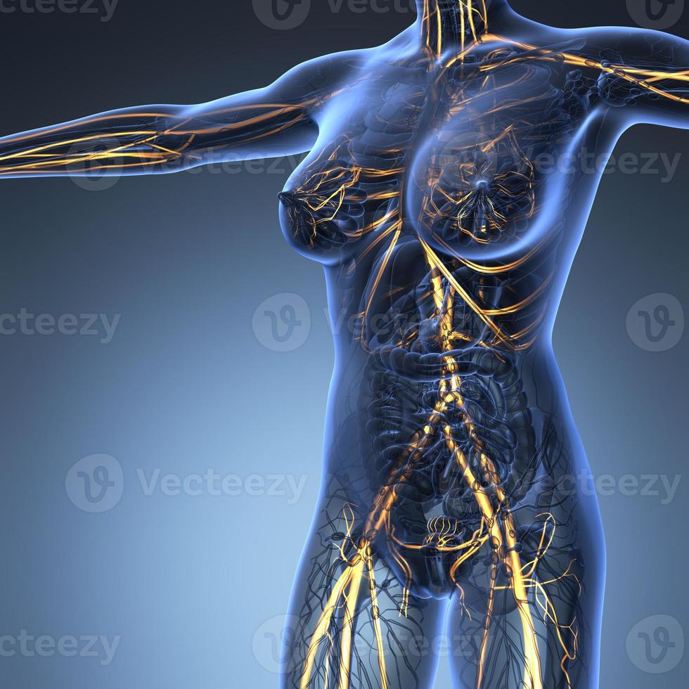 anatomia scientifica del corpo umano ai raggi X con vasi sanguigni luminosi foto