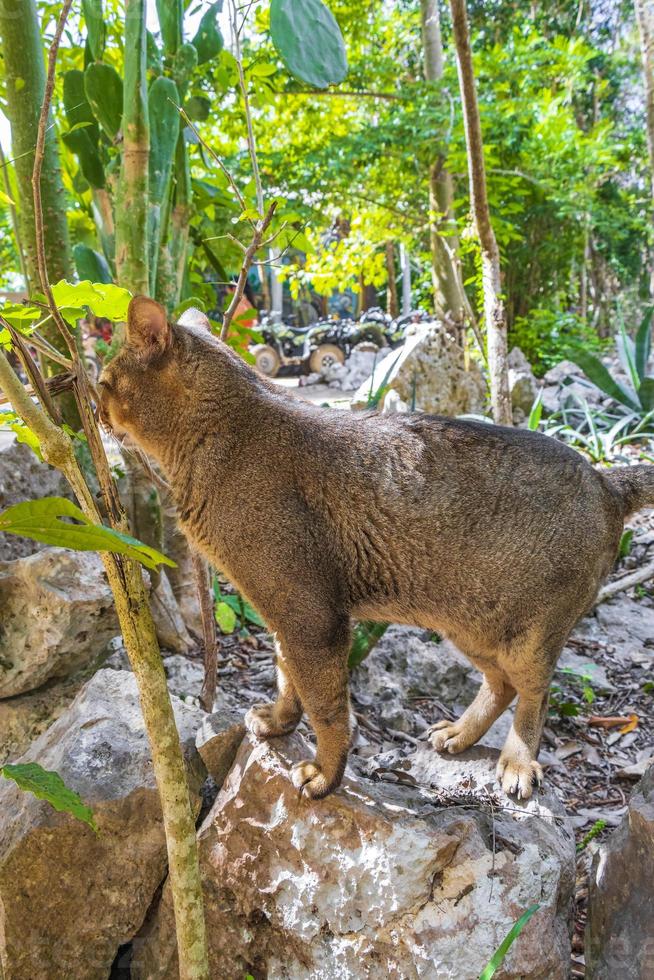 bellissimo gatto carino con gli occhi verdi nella giungla tropicale messico. foto