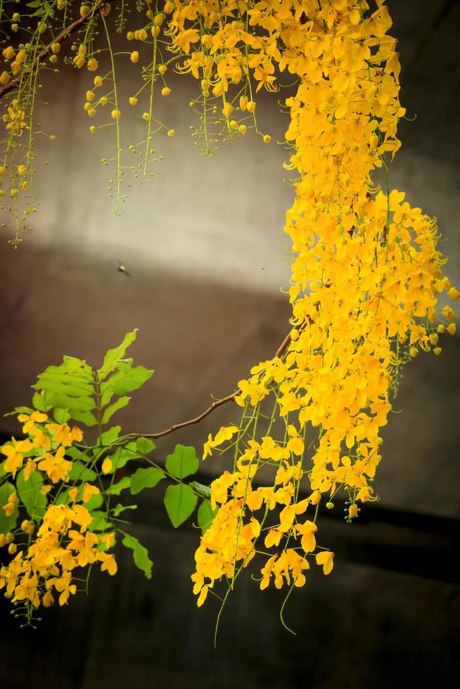 bellissimo fiore dorato della doccia ratchaphruek, fiore giallo tropicale che fiorisce nel giardino estivo foto