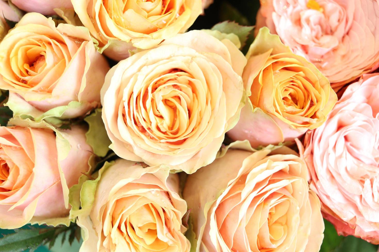 sfondo rosa bellissimo rosa avvolto, fiore estivo in fiore al mercato dei fiori, regalo presente il giorno di San Valentino. foto