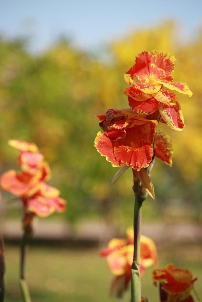 bellissimo scatto indiano, fiore di canna che fiorisce nel giardino estivo primaverile, fiore tropicale con uno sfondo naturale foto