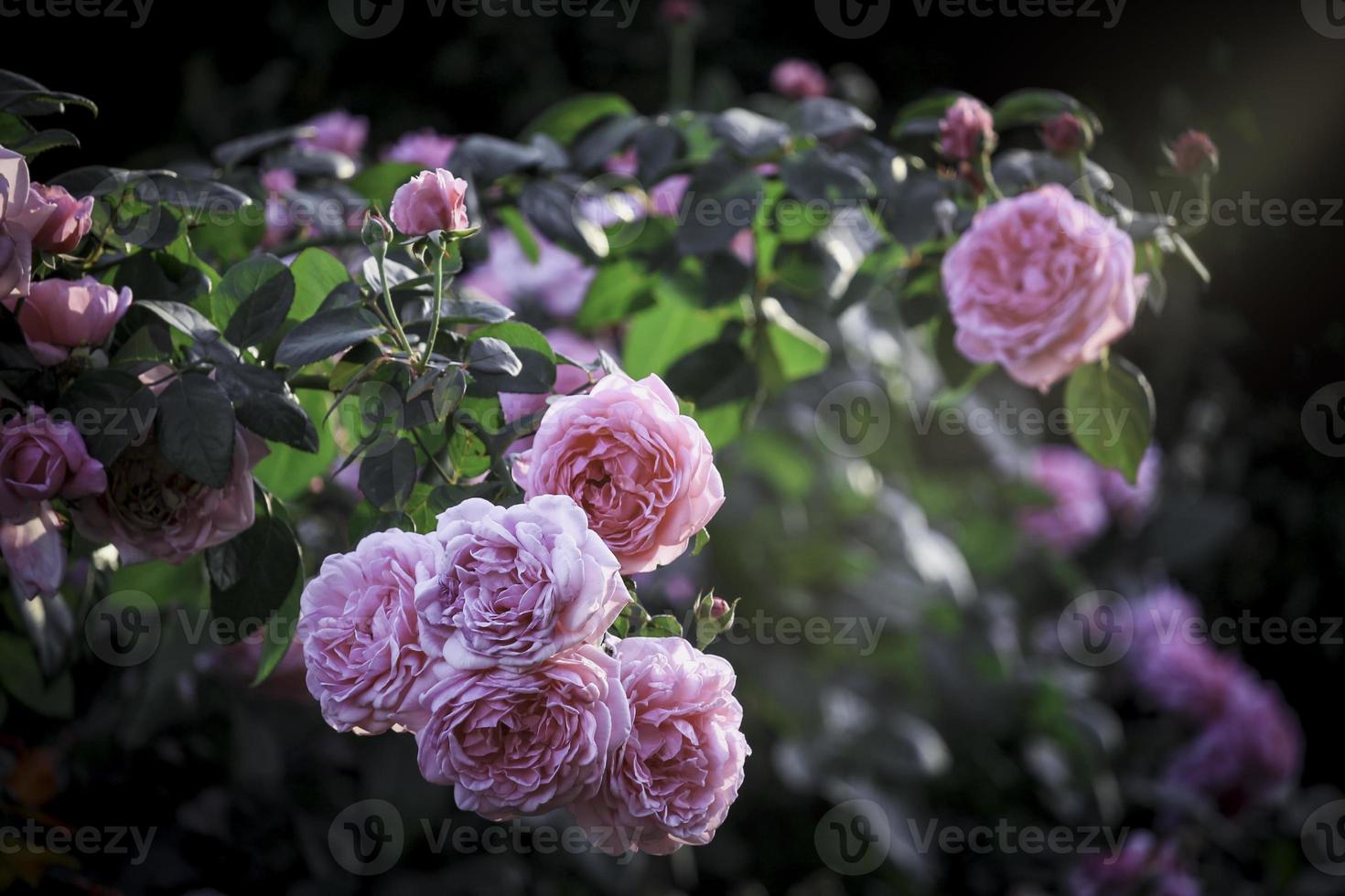 rose inglesi rosa che fioriscono nel giardino estivo, uno dei fiori più profumati, il fiore più profumato, bello e romantico foto