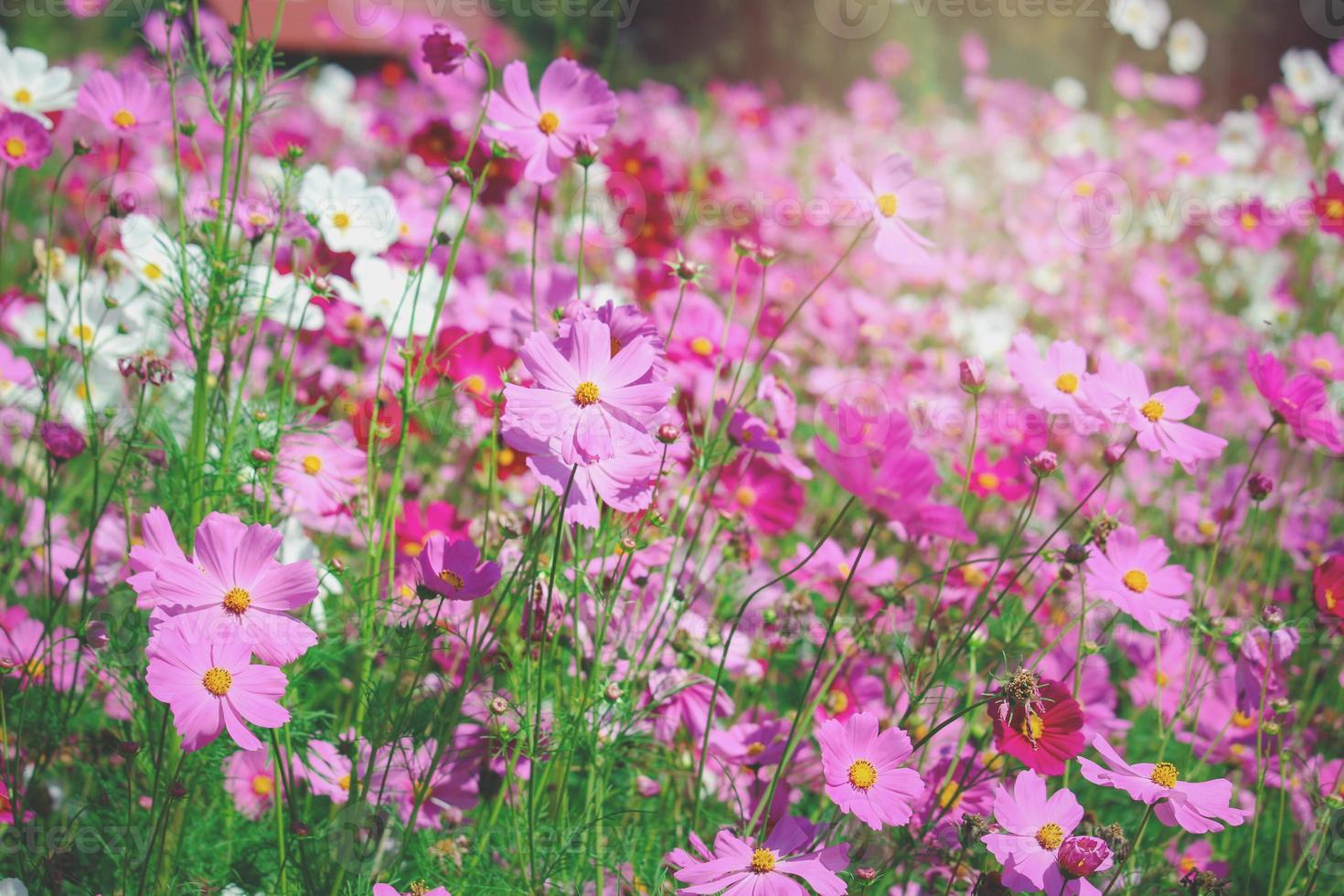 cosmo rosa fiore cosmo in fiore campo di fiori, bellissimo giardino estivo naturale vivido parco all'aperto immagine. foto