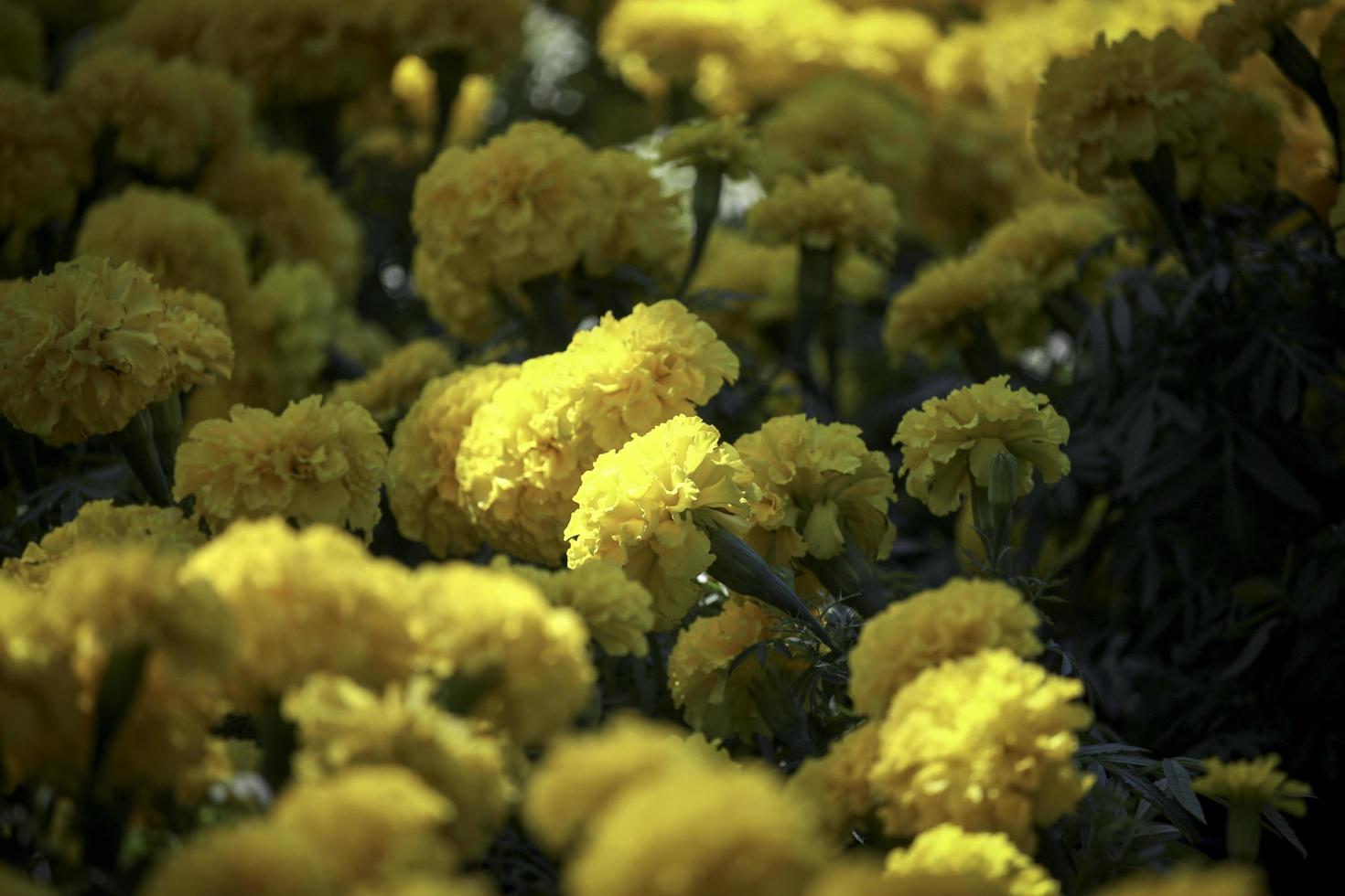 bellissimi fiori di calendula gialli che sbocciano nel giardino estivo foto