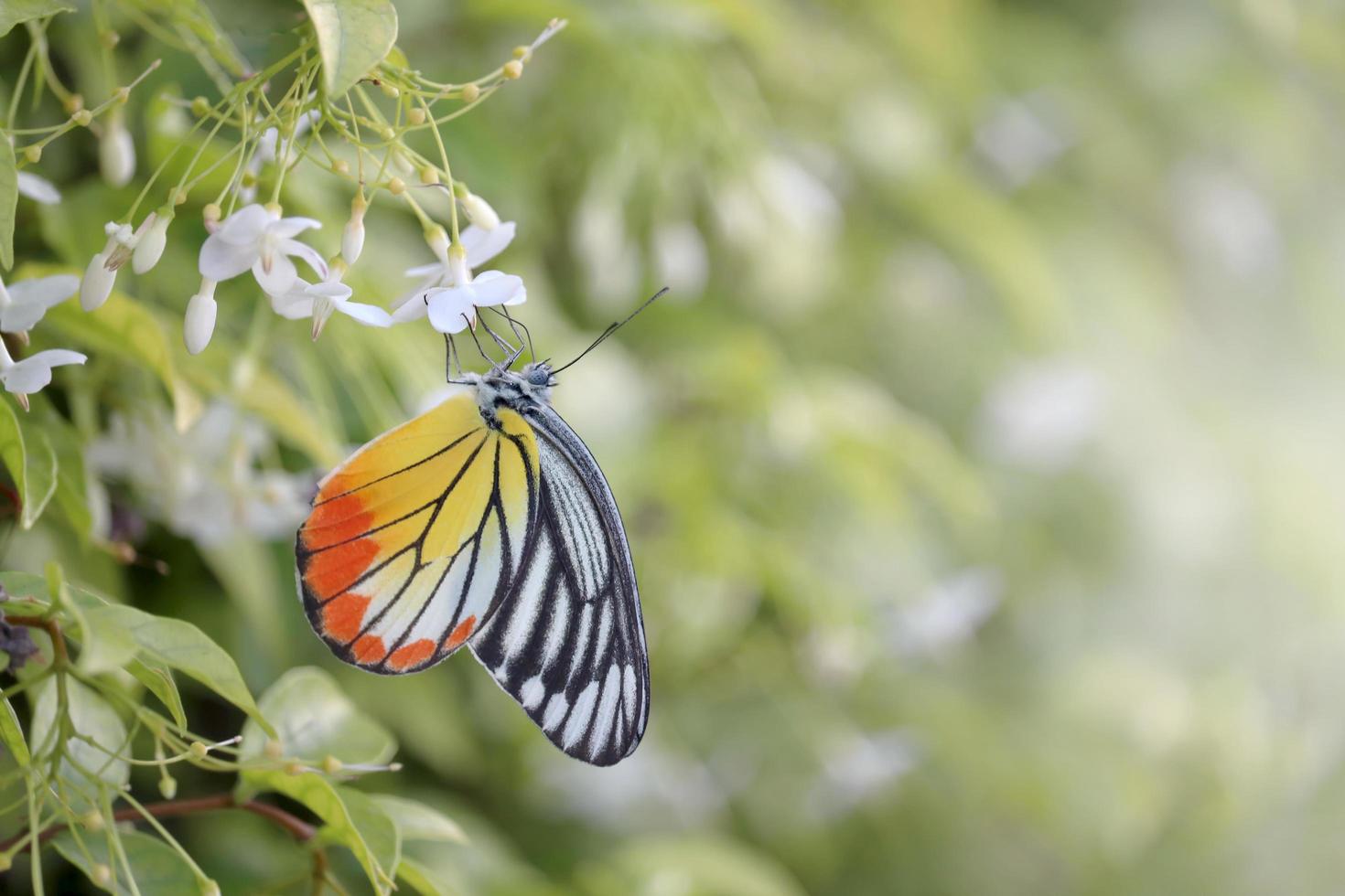 primo piano bella farfalla sull'acqua selvatica prugna fiore bianco nel giardino estivo, farfalla tigre monarca fauna selvatica insetto in natura foto