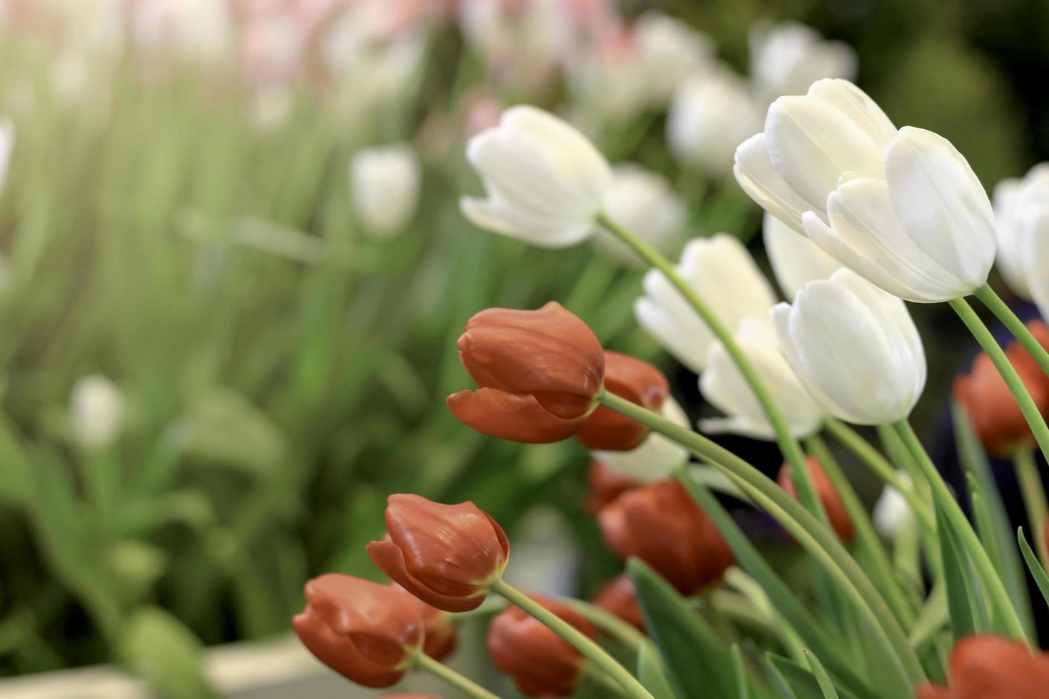 fiore di tulipano rosso e bianco che fiorisce nel giardino primaverile, fuoco selettivo morbido foto