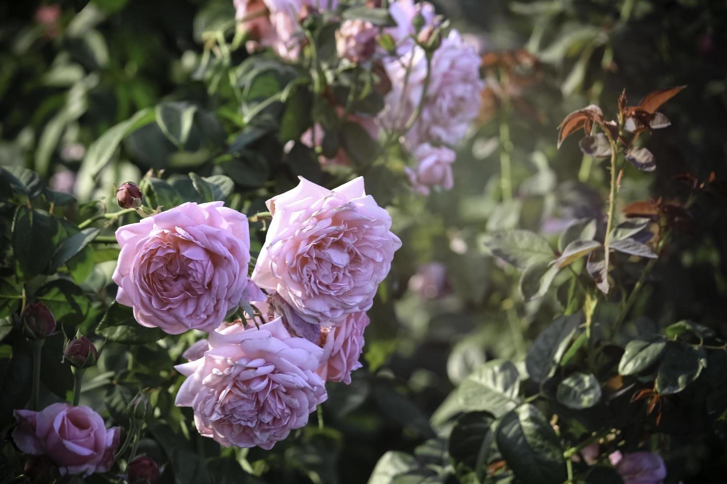 rose inglesi rosa che fioriscono nel giardino estivo, uno dei fiori più profumati, il fiore più profumato, bello e romantico foto