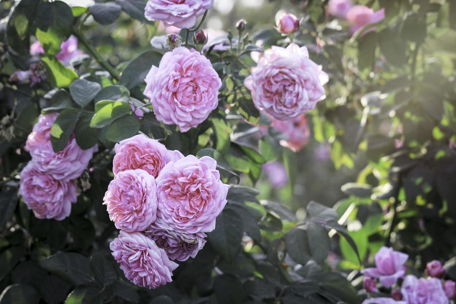 rose inglesi rosa che fioriscono nel giardino estivo, uno dei fiori più profumati, il fiore più profumato, bello e romantico foto