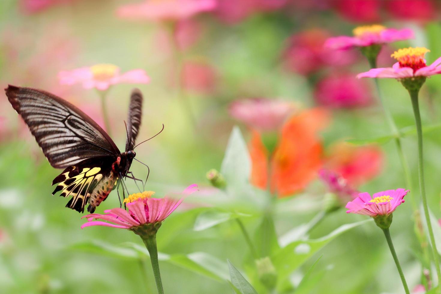 farfalla colorata insetto animale che vola sul bellissimo giardino estivo luminoso campo di fiori di zinnia, fauna selvatica sullo sfondo della natura. foto