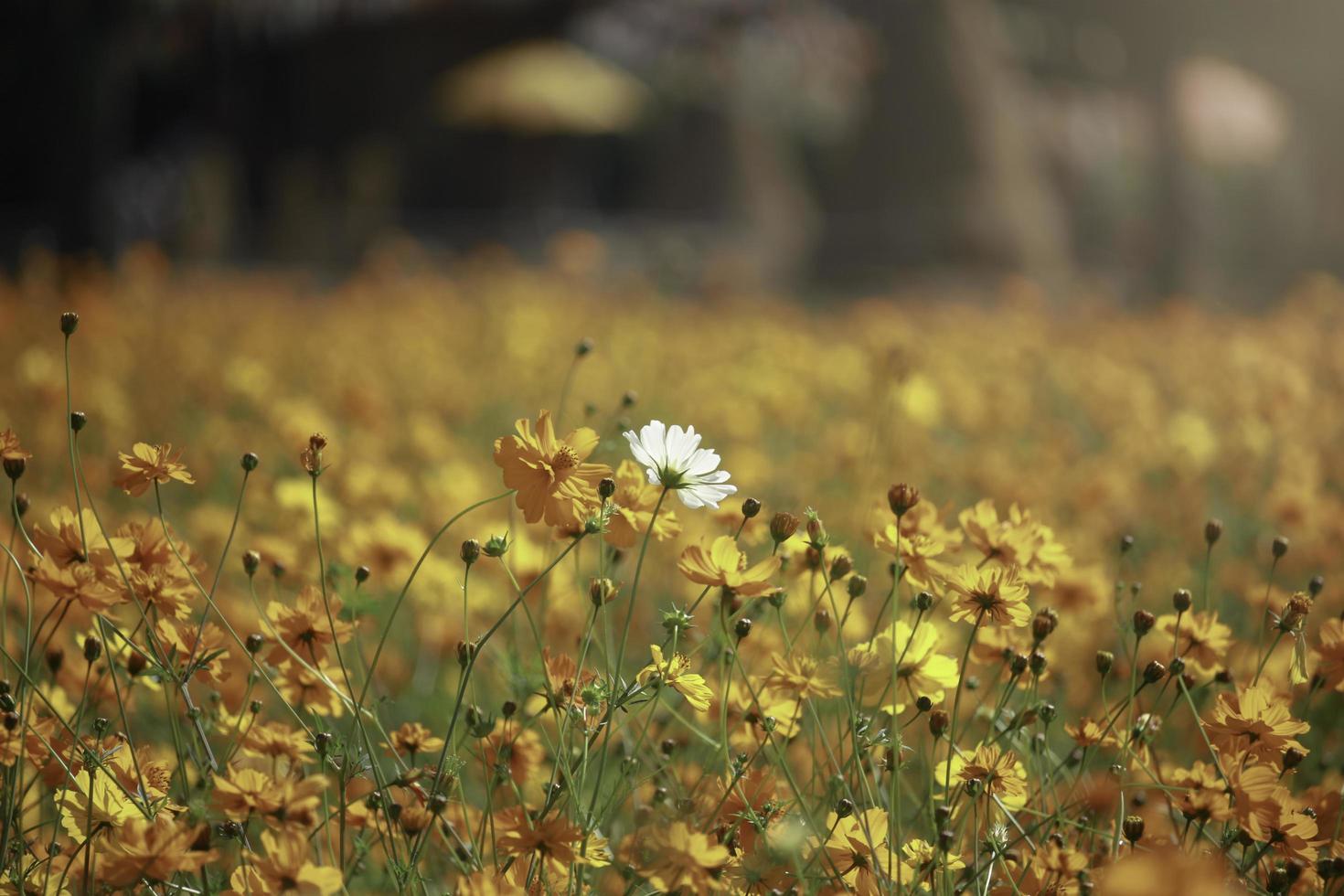 bianco cosmo fiore in fiore arancione yellowcosmos campo di fiori, bellissimo giardino estivo naturale vivido parco all'aperto immagine. il concetto di differenza, eccezionale, sii te stesso foto